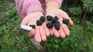 Ежевика Эвергрин торнлес в Сибири.mp4