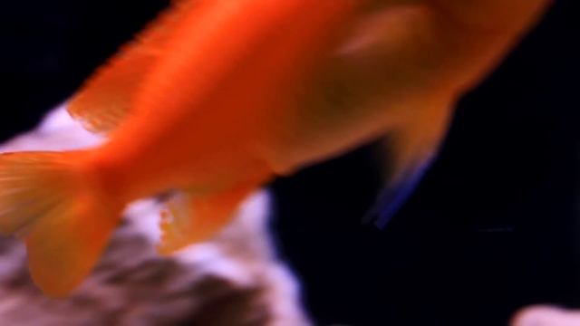 Red Zebra African Mbuna Cichlid смотреть онлайн
