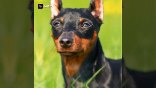 эдит цвергпинчер смотреть онлайн