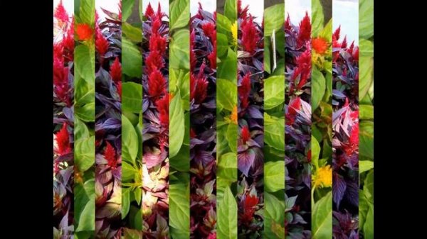 ЦЕЛОЗИЯ  (CELOSIA)  сем. Амарантовые