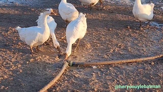 KAZ ÇİFTLİĞİ (BALPINAR/BATMAN/TURKEY) смотреть онлайн