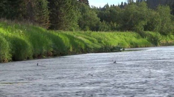 Печоро-Илычский заповедник 2016 часть 1