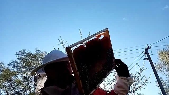 удаление маточников и противороевые методы от роение семьи смотреть онлайн