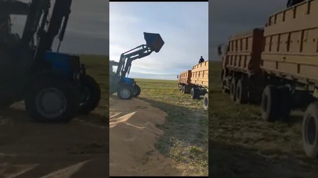 2023 г. Загрузка пшеницы. трактор МТЗ 892.2 + Турс 1500 М. смотреть онлайн