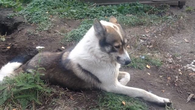 #бензин. Дорогой. Ищем. Нефть смотреть онлайн