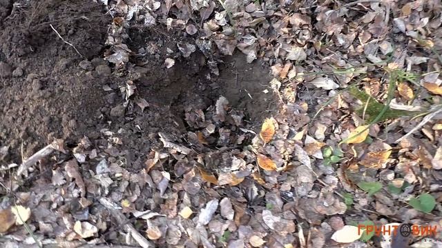 Fisher F22 с DD-катушкой  Поиск в лесу