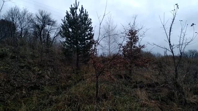 Влияния деревьев 1 смотреть онлайн