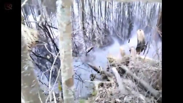 Домик, норы бобра. Каналы на болоте. смотреть онлайн