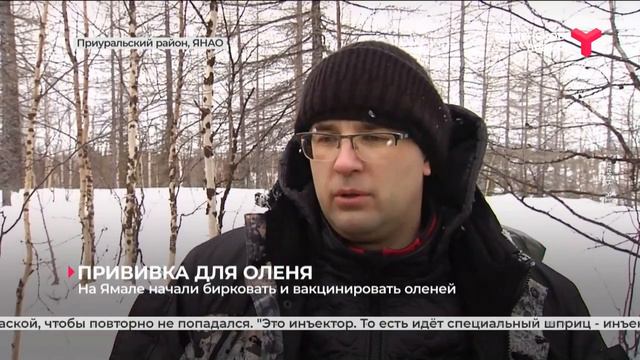 На Ямале начали бирковать и вакцинировать оленей смотреть онлайн