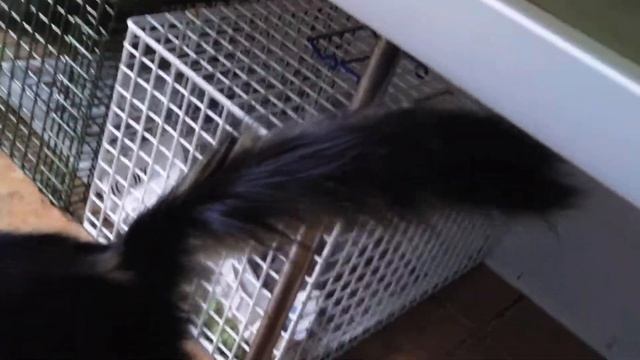 Calm & curious tabby with a FABULOUS tail at PCLT смотреть онлайн