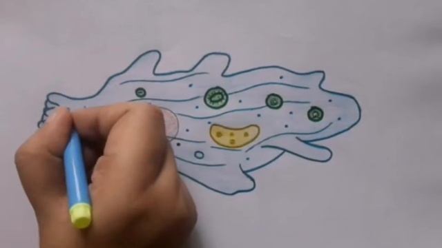 How to draw Amoeba diagram ||Amoeba ko easily kaise draw kare|| step by step for beginners!! смотреть онлайн
