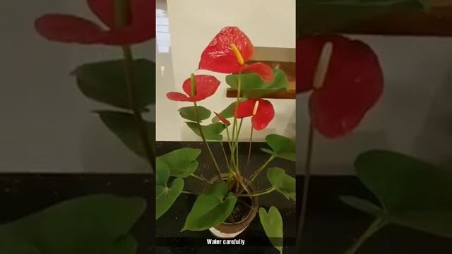 Anthurium, Flamingo flower, Lace Leaf смотреть онлайн