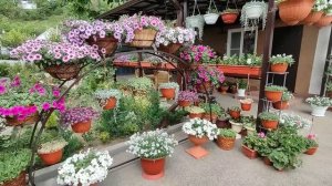 Арка для ампельных петуний. Где купила. Цена. Размеры. Мой новый проект.