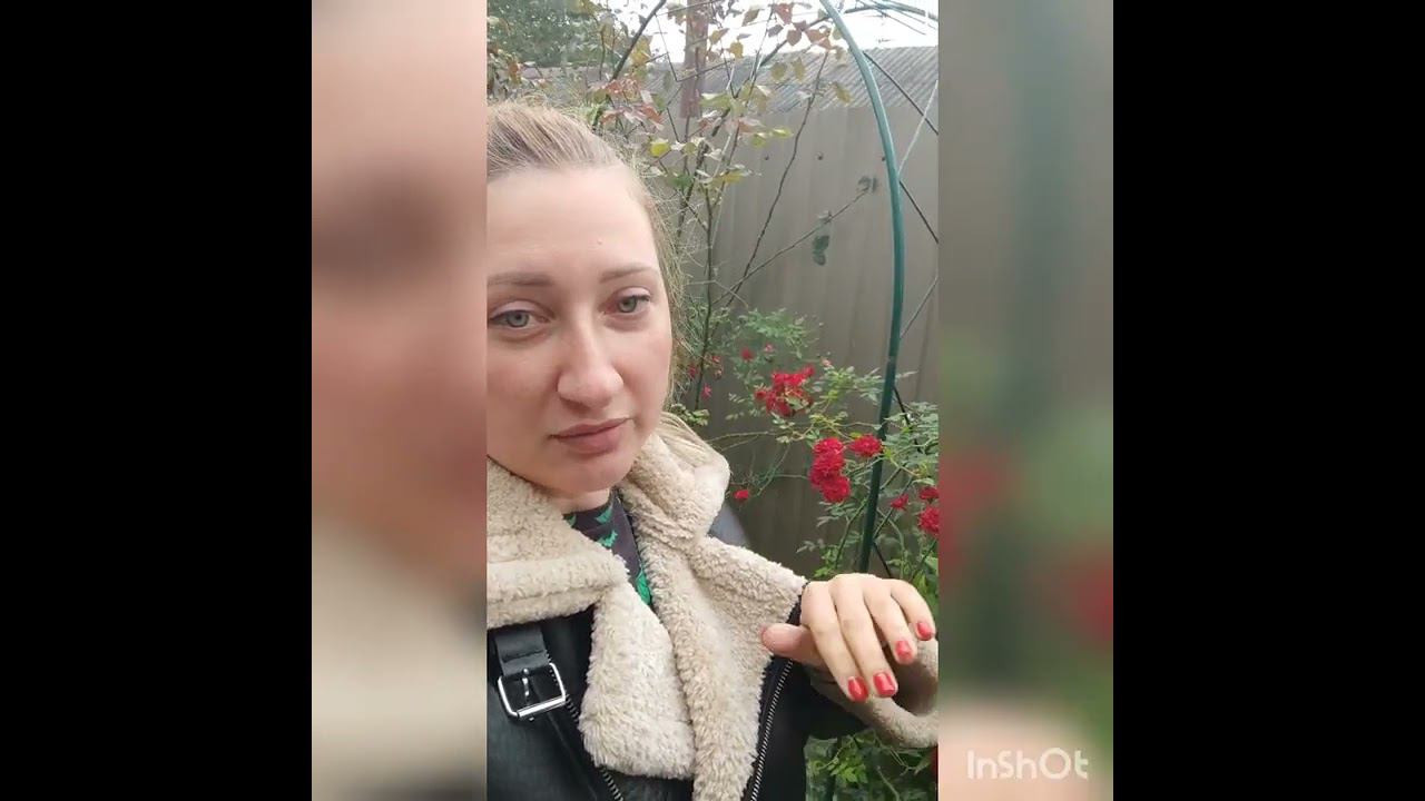 До какого времени можно сажать розы? rosebushes.ru смотреть онлайн