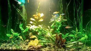 Советы начинающим аквариумистам ! Запуск и уход за аквариумом,