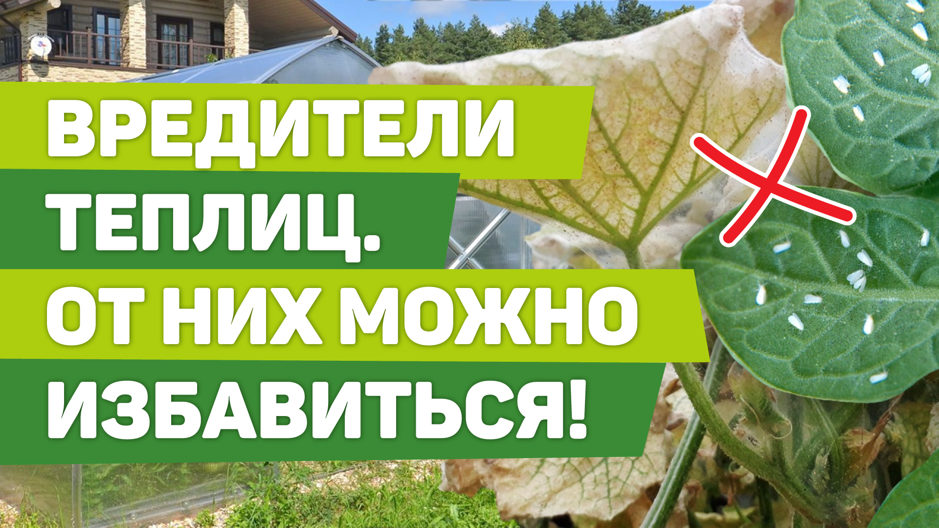 БЕЛОКРЫЛКА И ПАУТИННЫЙ КЛЕЩ. Своевременные обработки спасут от них урожай смотреть онлайн