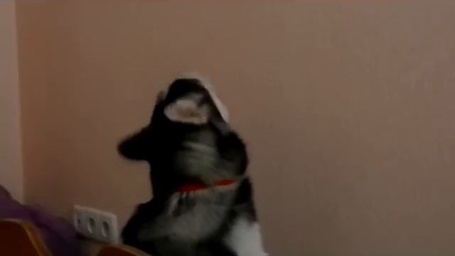 Хаски поет / Husky Sings.mp4
