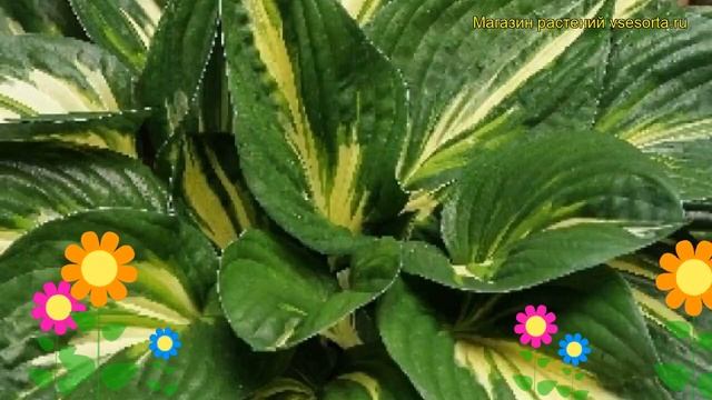 Хоста гибридная Стинг. Краткий обзор, описание характеристик hosta hybridum Sting смотреть онлайн