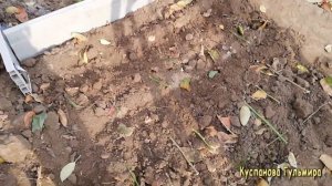 Осеннее черенкование  Роз ?В открытый грунт !??