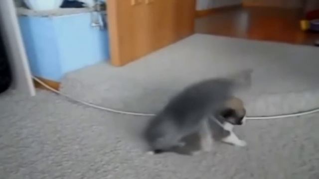 Angry Cats VS Dogs Funny Compilation 2017 !!! смотреть онлайн
