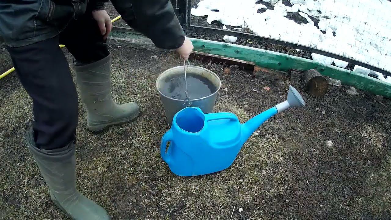 Сделай именно это весной со смородиной, чтобы получить отличный урожай ягод! смотреть онлайн