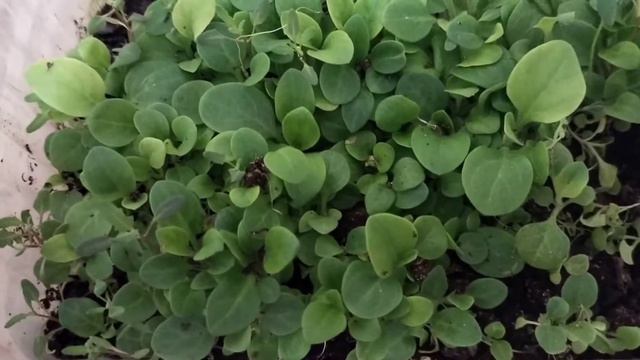 Петунии взошли как щётка!!! смотреть онлайн