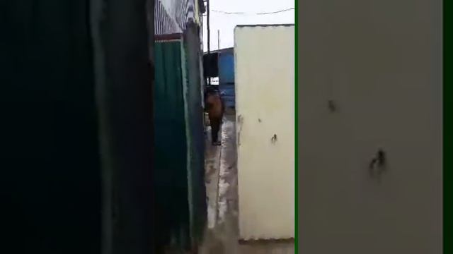 Александр Григорьевич 6 ойлик пулни бермасдан жалаб хотини ишини килди хаммани кучага хайдаб смотреть онлайн