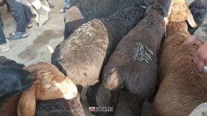 Shahrisabz tumani Chorshanbe Molbozor 18.05.2023 Шахрисабз Чоршанбе Молбозор