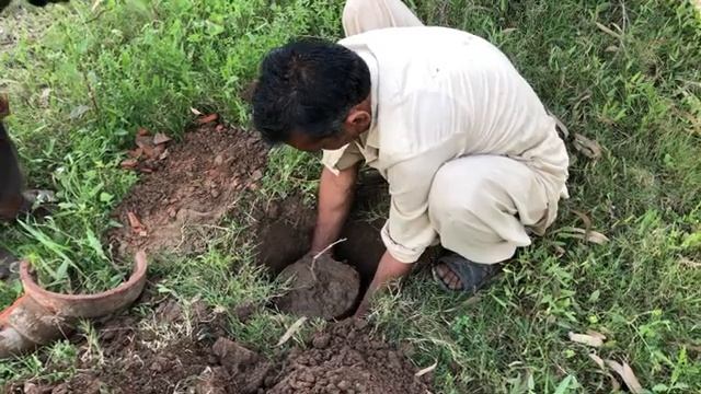 How To Plant A Ginkgo Biloba Tree