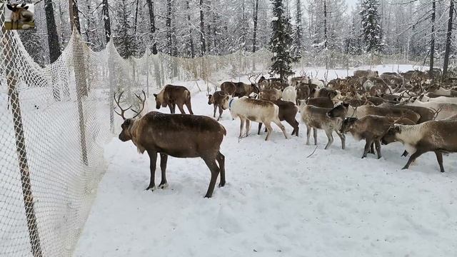 День подсчета стада / Пастух попал под копыта оленей смотреть онлайн