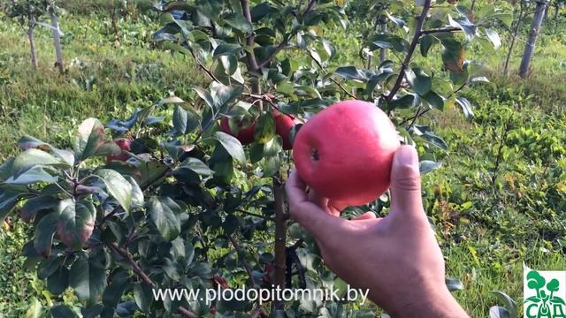 ? Яблоня сорт Хоней крисп (Honey crisp) ? смотреть онлайн