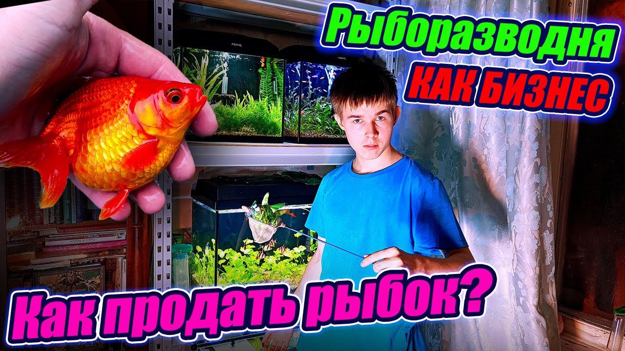 Рыборазводня как бизнес. Как продать аквариумных рыбок и растения? смотреть онлайн