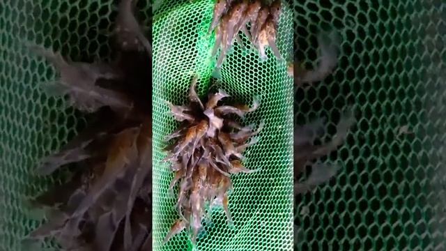 Анциструс 10 дней#shorts