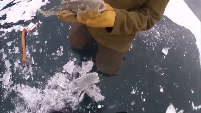 Стая волков узнала человека смотреть онлайн