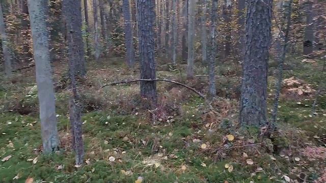 #веселоевидео #юмор Грибная Охота) в Ленобласти .28 сентября 2021. смотреть онлайн
