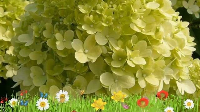 Гортензия метельчатая Лаймлайт ? Обзор: посадка и уход. саженцы, крупномеры: описание и особенности смотреть онлайн