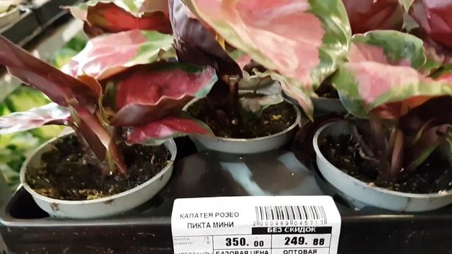 Пахиподиум, гинура, куркума, калатея, орхидеи, кактусы, крассула, лимоны...в Гринвилле. смотреть онлайн