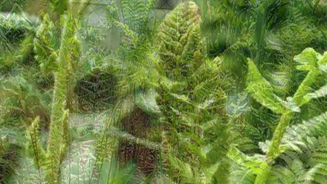 F08 Osmunda cinnamomea Séquence 8-Fougères 1.m4v смотреть онлайн