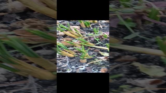 Пробуждение смотреть онлайн