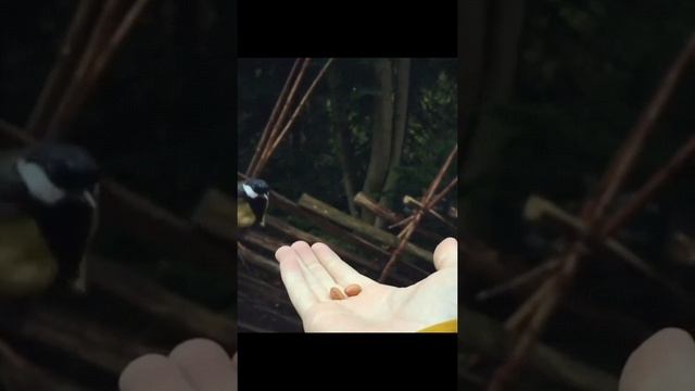 Дружелюбные синицы смотреть онлайн