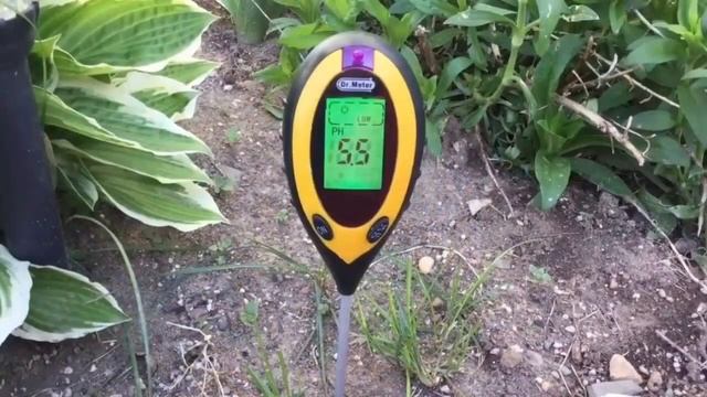 Розы Дэвида Остина (?фото) уход, выращивание, история, особенности смотреть онлайн