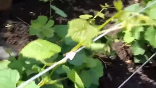 Степлер для подвязки растений набор:Лента Скобы Ножи Топенер смотреть онлайн