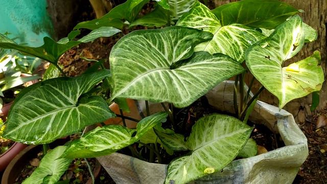 ornamental plants Part _two: Caladium Plants and Snake Plant (Sansevieria) смотреть онлайн