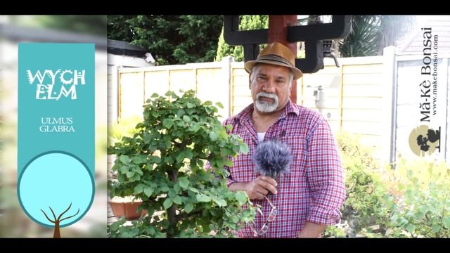 136) Wych Elm Ulmus Glabra Great Bonsai Trees For Beginners In Europe