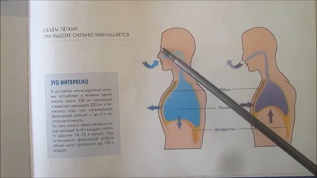 Дыхательная система человека смотреть онлайн