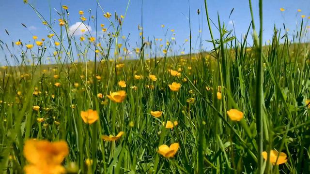A field of grass and buttercups смотреть онлайн