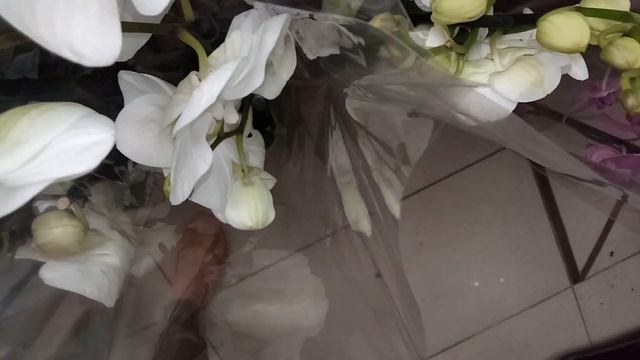 Крупные,шикарные красавцы фаленопсисы, суккуленты,розы С.Ц. Зелёный город. смотреть онлайн