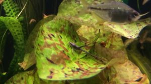 Бриллиантовая Тетра