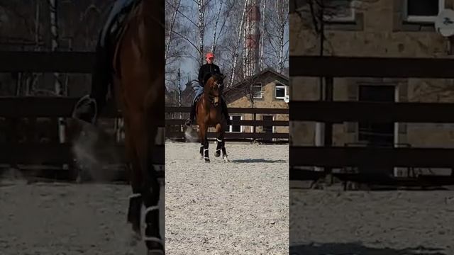 Работа с лошадью частного владельца. Гварнери. Апрель 2019 смотреть онлайн