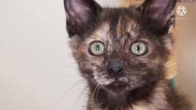 Супруги взяли котенка из приюта, а в переноске они обнаружили неожиданный сюрприз, просто невероятн смотреть онлайн